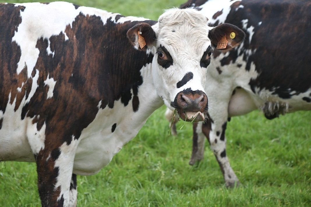 Cattle Look to Round Out the Week with Reaction to Trump Comments