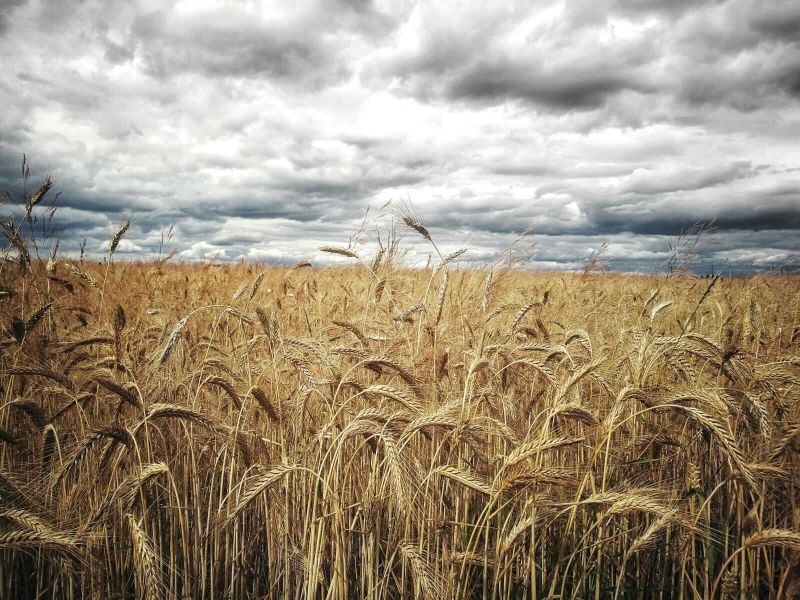 Winter Wheat Contracts See Strength, as Spring Wheat Slips Back
