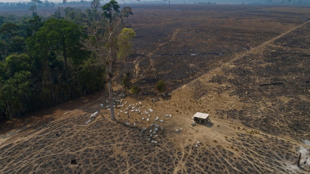 In this Brazilian state, a new push to track cattle is key to slowing deforestation