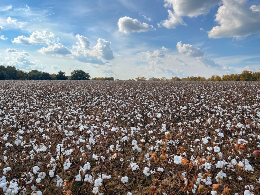 Cotton Faces Pressure into the Close
