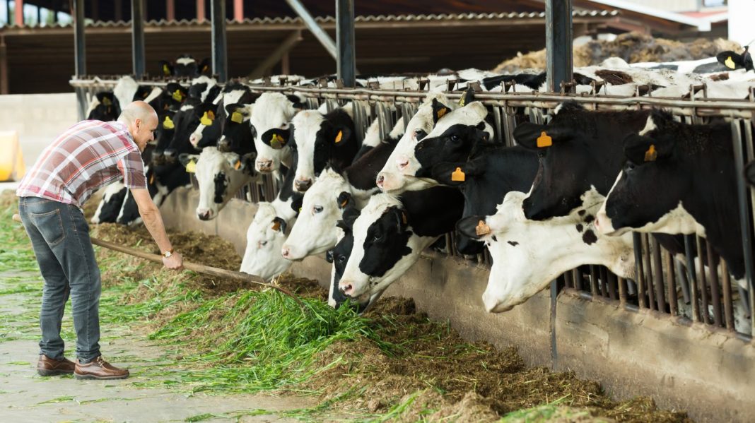 Cattle Rally Follows Cash Strength Ahead of Cattle on Feed Report