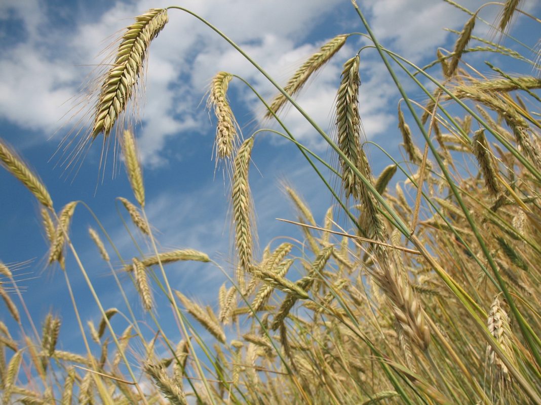 Wheat Closes Mixed on Tuesday