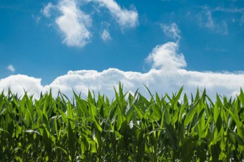 Corn Heading into the Long Weekend with Losses
